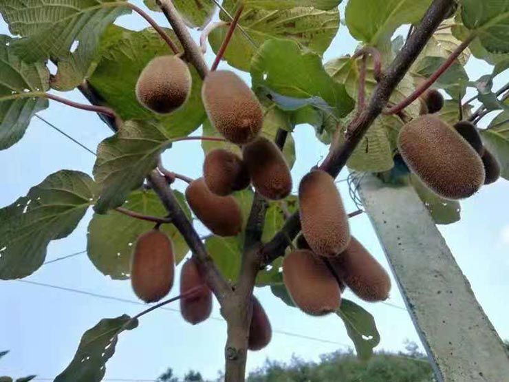 首页- 尊龙集团中国官网入口